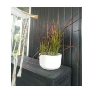Vaso Gracia Standard